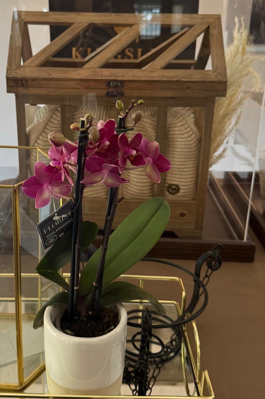 Potted phalaenopsis orchid on a gilded cart beside a wooden gift chest